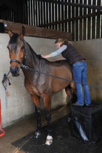 Olivia Jones, Equine and Animal Chiropractor.