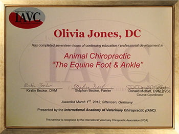 The Equine Foot & Ankle